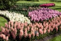 Different colored hyacinths bloom in Keukenhof Park