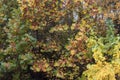 Different colored leaves of a large tree in autumn Royalty Free Stock Photo