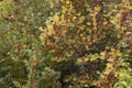 Different colored leaves of a large tree in autumn Royalty Free Stock Photo