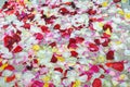 Different colored rose petals and rice scattered on the ground with focus on the foreground. Royalty Free Stock Photo