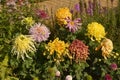 Different colorful chrysanthemum flower blossoms in the garden Royalty Free Stock Photo