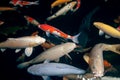 Different colorful koi fishes Royalty Free Stock Photo