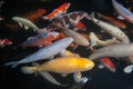 Different colorful koi fishes Royalty Free Stock Photo