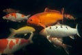 Different colorful koi fishes