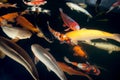 Different colorful koi fishes