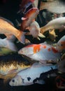 Different colorful koi fishes