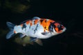 Different colorful koi fishes Royalty Free Stock Photo