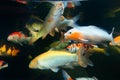 Different colorful koi fishes Royalty Free Stock Photo