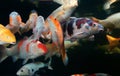 Different colorful koi fishes