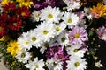 Different colors chrysanthemum flowers at the greek flower garden shop in October. Bright autumn floral background. Royalty Free Stock Photo
