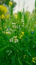 Different colors of flowers are blooming in the crop fields of Bangladesh. White coriander flowers, yellow mustard flowers, pea Royalty Free Stock Photo