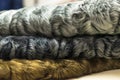 Different colors of karakul pelts, lambskin texture, background Royalty Free Stock Photo