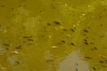 Different colors of Koi carp swim just below the surface. Water reservoir in Hindu temple Batukaru on Bali island. Fancy carp or Royalty Free Stock Photo