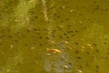 Different colors of Koi carp swim just below the surface. Water reservoir in Hindu temple Batukaru on Bali island. Fancy carp or Royalty Free Stock Photo