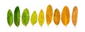 Different colors of leaves plants on white background that indicate stage of life. Concept of transition and variation, birth to Royalty Free Stock Photo