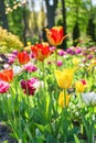 Different colors tulip flowers blooming in flowerbed in garden on sunny day Royalty Free Stock Photo