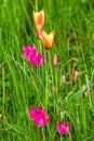 Different colors of tulipa humilis in high grass Royalty Free Stock Photo