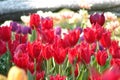 Many colorful tulips in the garden