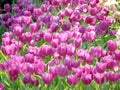 Purple tulips in the garden