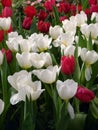 White tulips in the garden