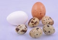 Different colour egg
