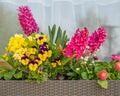 Some different coloured flowers stand in a flower box in front of a window Royalty Free Stock Photo