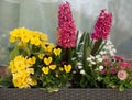 Some different coloured flowers stand in a flower box in front of a window Royalty Free Stock Photo