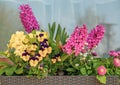 Some different coloured flowers stand in a flower box in front of a window Royalty Free Stock Photo