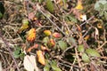 Different coloured leaves and branch with thorns