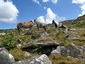 Moor ponies at Rough Tor, Cornwall in summer Royalty Free Stock Photo