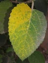 Different colours in one leaf. Royalty Free Stock Photo