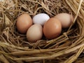 Organic brown and white chicken eggs in straw nest Royalty Free Stock Photo