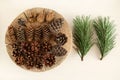 Different cones of coniferous tree and two branches of pine on the white background, top view. Royalty Free Stock Photo