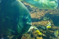 Different coral fish near stone over the rocky bottom of the sea Royalty Free Stock Photo