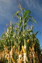 Different corn plantation Royalty Free Stock Photo