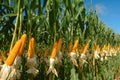 Different corn plantation Royalty Free Stock Photo