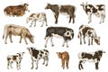 Different cows colors set, isolated.