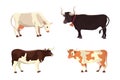 Different cows, isolated Vector illustration. Mammal funny animals. Set milk cow