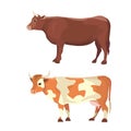 Different cows, isolated Vector illustration. Mammal funny animals. Set milk cow