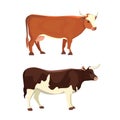Different cows, isolated Vector illustration. Mammal funny animals. Set milk cow
