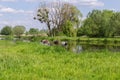 Different cows standing in water in river next the pasture