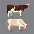 Different cows, Vector illustration. Mammal funny animals. Set milk cow and bull Royalty Free Stock Photo