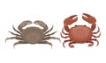 Different Crabs as Decapod Crustaceans with Claws Vector Set