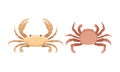 Different Crabs as Decapod Crustaceans with Claws Vector Set