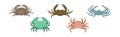 Different Crabs as Decapod Crustaceans with Claws Vector Set