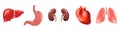 Different 3D human organs set with heart lungs liver stomach kidneys isolated on white background vector illustration