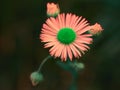 Different daisy flower Royalty Free Stock Photo