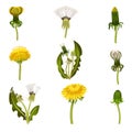 Different Dandelion Plants with Stem and Leaves Vector Set