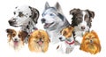 Different dog breeds set Royalty Free Stock Photo