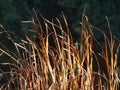 Different dry grasses and dry conditions in the foreground, in the last sun light Royalty Free Stock Photo